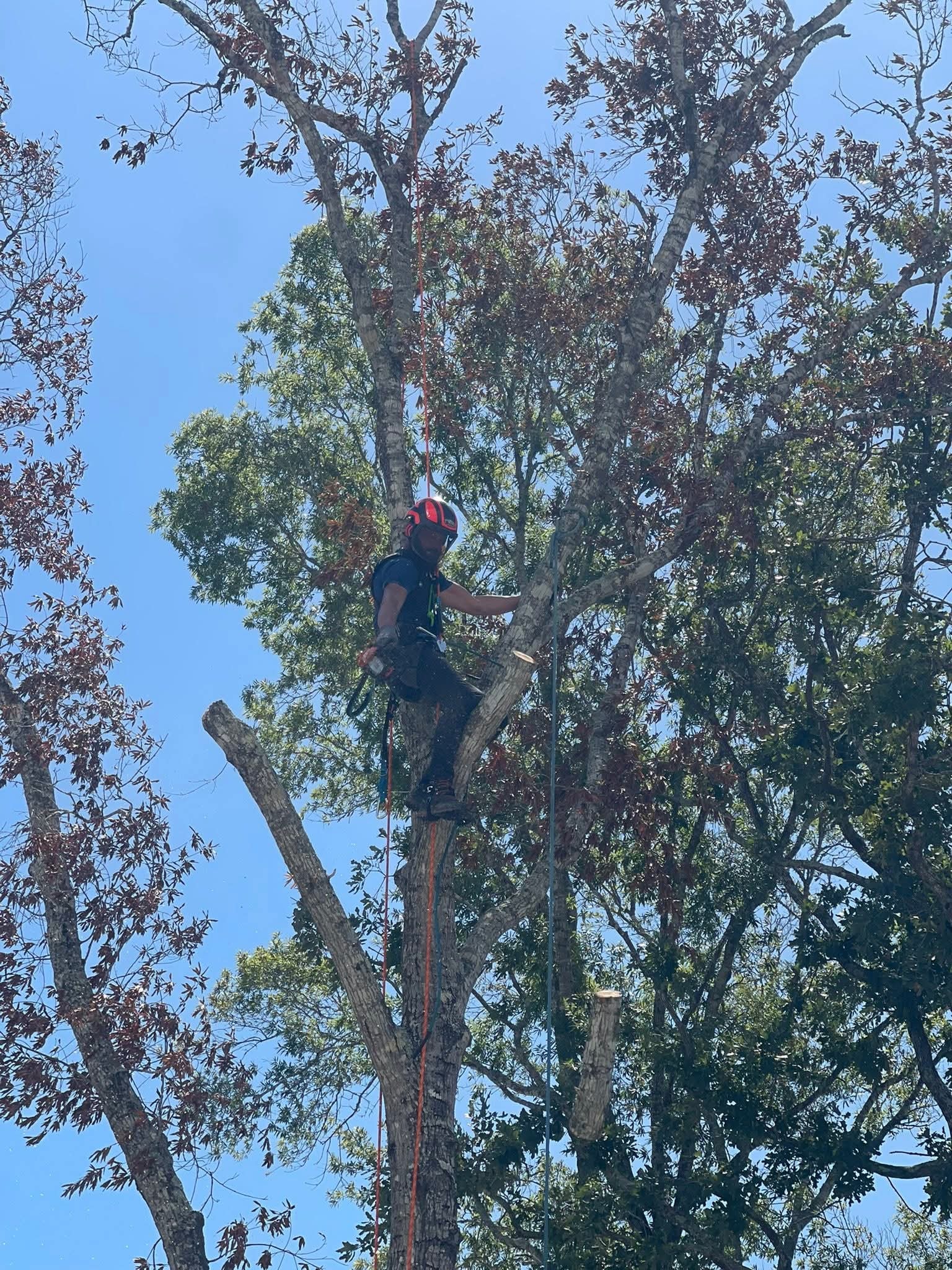 Tree climber working high in tree