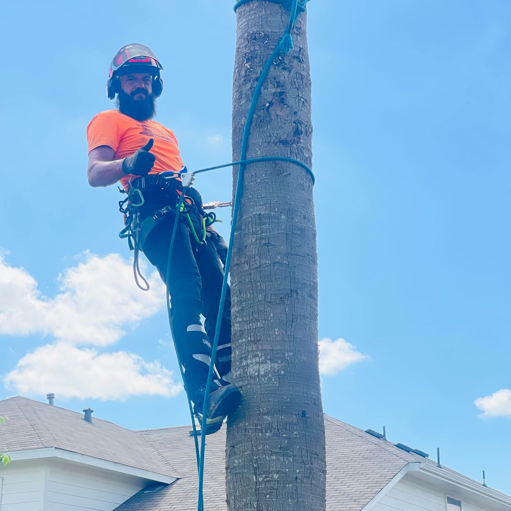 Tree climber on palm tree in Texas