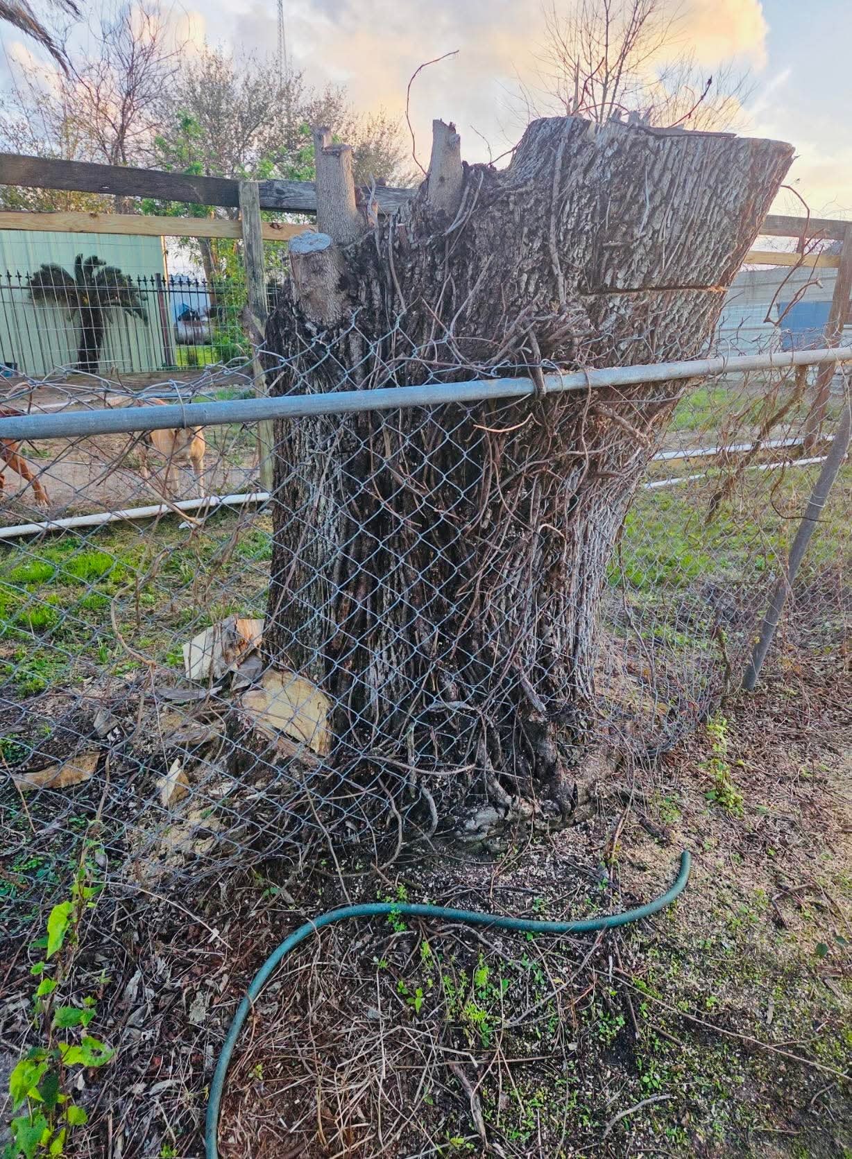 Dead tree stump removed near rural fence line — Thorne Works Solutions